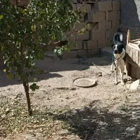 سگ گله ای|سگ|داران, |دیوار