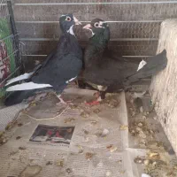 جفت پلنگ فروشی|پرنده|یزدان شهر, |دیوار