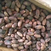 خرما دیری|حراج|اهواز, اسماعیلیه|دیوار