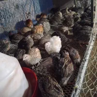 بلدرچین تخمگذار|حیوانات مزرعه|دابودشت, |دیوار