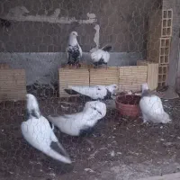 کفتر (سینه ای)|پرنده|اسدآباد, |دیوار