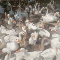 فروش غاز قوغاز جوجه غاز|حیوانات مزرعه|کرج, برغان|دیوار