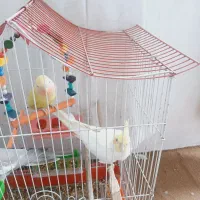 عروس و کوتوله