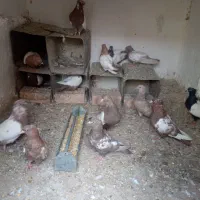 کبوتر