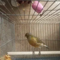 قناری قرص بخون