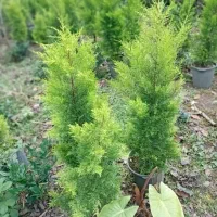 لاوسون سطل 10 ریشه پرس سالم