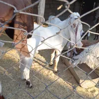 گوسفند|حیوانات مزرعه|اسماعیلی, |دیوار