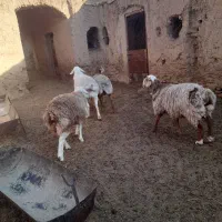 گوسفند،میش، بره، نر ، ماده|حیوانات مزرعه|مود, |دیوار