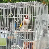 سهرهنرسرسیاه|پرنده|شیراز, لاله|دیوار