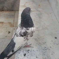 فروش یه عددنرسینه