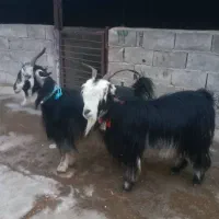 یه جفت بز روزگاری|حیوانات مزرعه|ایذه, |دیوار