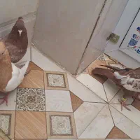 سینه ای توقی|پرنده|اهواز, آریاشهر|دیوار