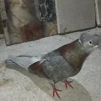 کفتر نو قنار بلند