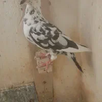کفتر قره سرور گلی  پلاکی شهری  یال گلدار|پرنده|شیراز, احمدی جنوبی|دیوار