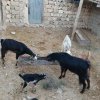 فروش بز|حیوانات مزرعه|مهران (ایلام), |دیوار