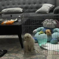 سگ پودل کراس