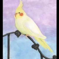 چند عدد عروس هلندی لوتینو نر و ماده  بالغ