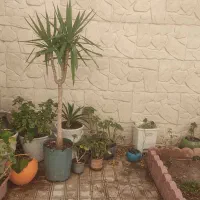 گل و گیاه اپارتمانی