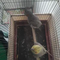 عروس هلندی|پرنده|فرح دشت, |دیوار