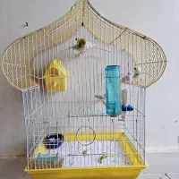 فنچ سفید با جوجه|پرنده|ماهدشت, |دیوار