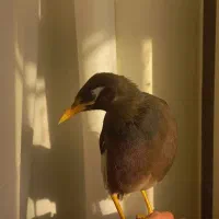 جوجه مینا|پرنده|بندرعباس, |دیوار