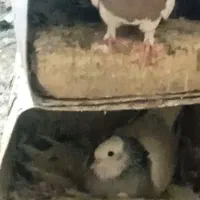 تعدادی کفتر طوقی فروشی|پرنده|سبزوار, شهرک ابوذر|دیوار