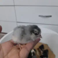 جوجه گلین‌لری