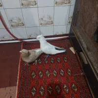 دم سیاه و زرد دم سفید