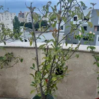 گل فوتونیا