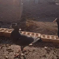 زاغ پلنگ کرمونی گوئک|پرنده|راور, |دیوار