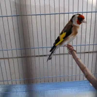 سهره|پرنده|بروجرد, |دیوار