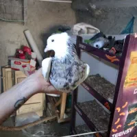 کبوتر طوقی