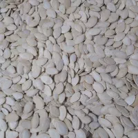 تخمه کدو|حراج|همدان, |دیوار