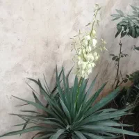 یوکا|گل و گیاه طبیعی|رشت, یخسازی|دیوار