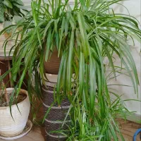 فروش تعدادی گل آپارتمانی