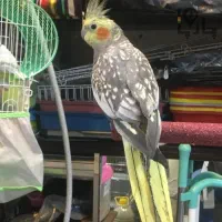 عروس هلندی پیدا شده