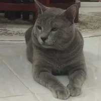 گربه از والدین اسکاتیش بریتیش