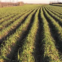 فروش ۱هکتارسیرآماده