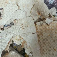 نون خشک کاملا تمیز