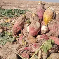 زمین-3000متری-باغی