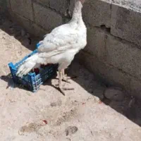 بره برای پرواری