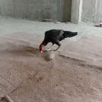 جوانه مرغ