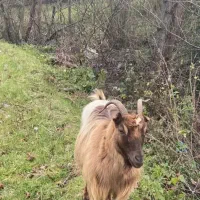 بز بسیار تمیز|حیوانات مزرعه|کلاچای, |دیوار