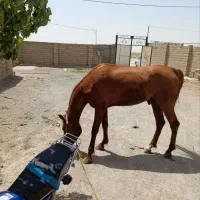 اسب|اسب و تجهیزات اسب‌سواری|فامنین, |دیوار