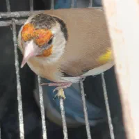 معاوضه سهره