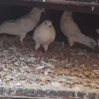 کفتر|پرنده|بندر ماهشهر, |دیوار