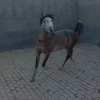 کره اسب نریان|اسب و تجهیزات اسبسواری|سلفچگان, |دیوار