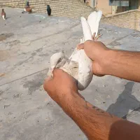 کبوتر کوه کرم