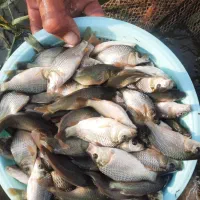 بچه ماهی کپور بشقابی طلایی|ماهی|بابل, |دیوار