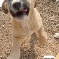 توله سگ ماده سرابی